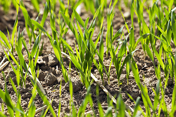 Image showing field with cereals  