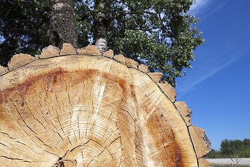 Image showing cut down a tree, close-up  