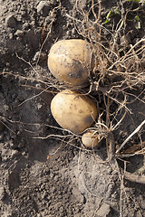 Image showing Potatoes on the ground  