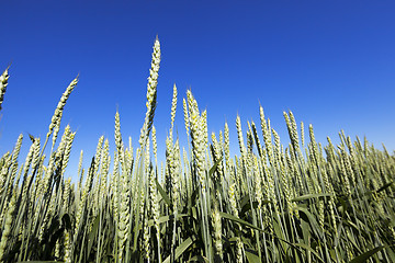 Image showing agricultural field wheat  