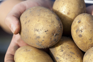 Image showing Potatoes in hand  