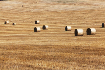 Image showing agriculture, not in focus  