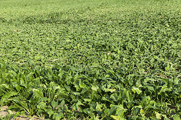 Image showing faded sugar cane 