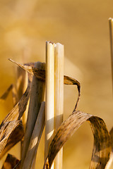 Image showing wheat field after harvest  