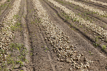 Image showing Harvesting onion field  