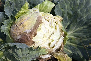 Image showing rotten cabbage, close-up  