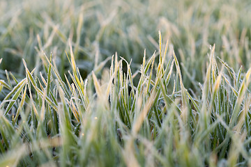 Image showing green wheat, close-up  