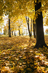 Image showing autumn trees in the park  