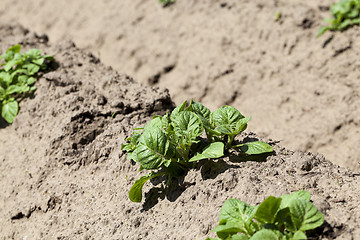 Image showing Agriculture. Green potatoes  