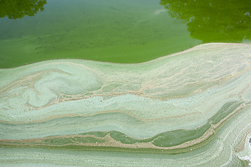 Image showing green swamp, close-up  