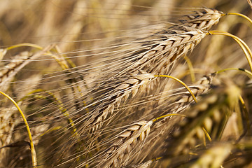 Image showing farm field cereals  