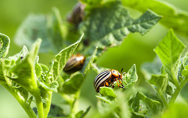 Image showing Colorado potato beetle in the field  