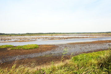 Image showing swamp, the end of summer  