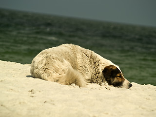 Image showing Lonely Dog on a beach