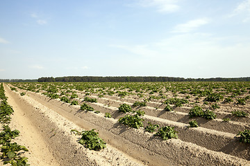 Image showing Agriculture,   potato field 