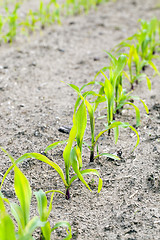 Image showing corn field. close-up  