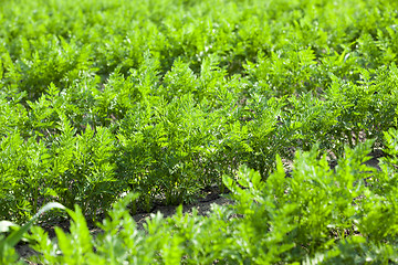 Image showing Field with carrot  