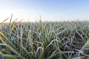 Image showing green wheat, frost 