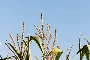 Image showing Green immature corn  