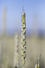 Image showing unripe ears of wheat 