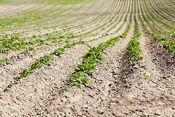 Image showing Agriculture. Green potatoes  