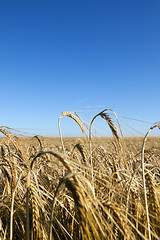 Image showing agricultural field with cereal  