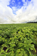 Image showing Photo agriculture, Europe  