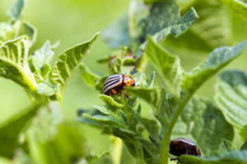 Image showing Colorado potato beetle in the field 
