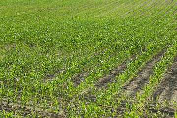 Image showing Corn field, summer  