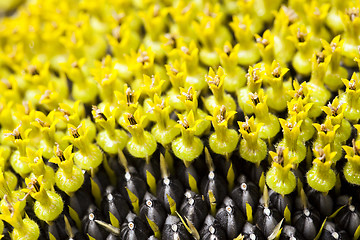 Image showing part ripe sunflower with seeds  