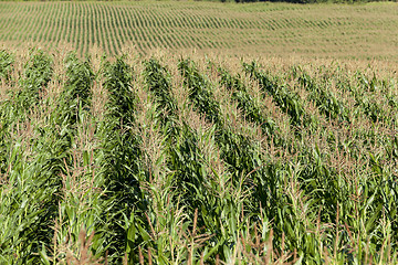 Image showing Corn field, summer  