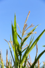 Image showing Green immature corn  