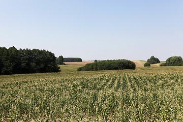 Image showing cornfield, blue sky 