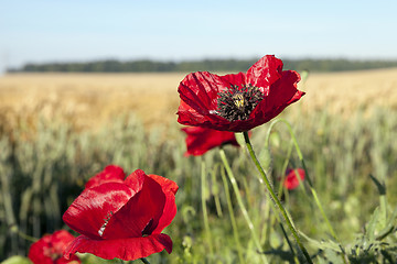 Image showing red poppies in a field  