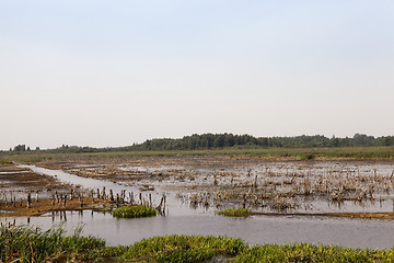 Image showing swamp, the end of summer 