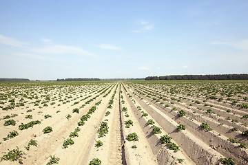 Image showing Agriculture,   potato field  