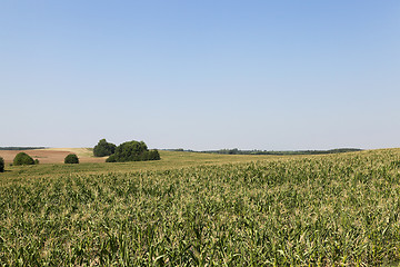 Image showing cornfield, blue sky 