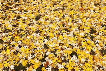 Image showing Autumn Park, overcast  