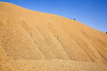 Image showing wheat crop , cereals