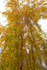 Image showing Autumn Park, overcast 