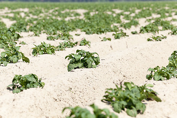 Image showing Field with potato  