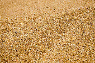 Image showing heap of wheat grains  