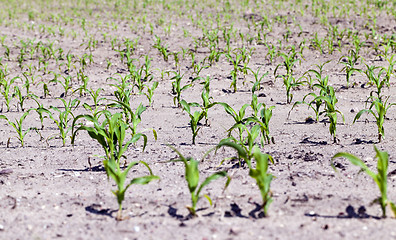 Image showing corn field. close-up  