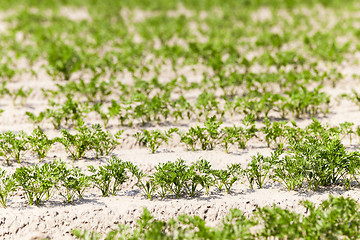 Image showing Field with carrot 