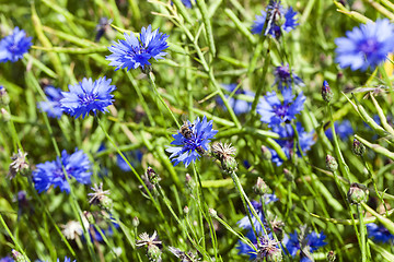 Image showing blue cornflower ,  spring