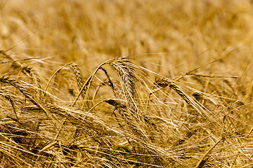 Image showing  grow ripe cereals