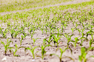 Image showing corn field. close-up 