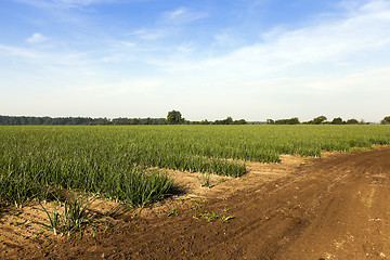 Image showing sprouts green onions  