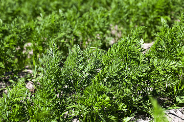 Image showing Field with carrot  