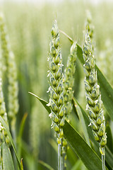 Image showing unripe ears of wheat 